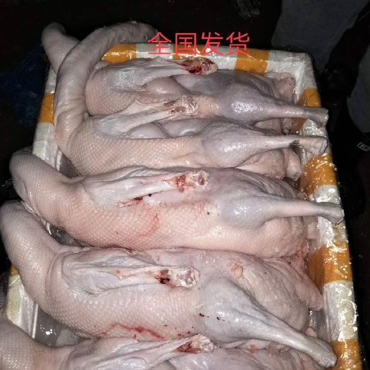 佛山乌鬃鹅  清远黑棕鹅
酒楼 快餐店可合作，长年供货