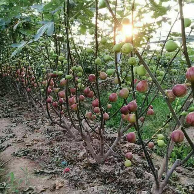 玛斯义陶芬苗 无花果种植基地，玛斯义陶芬无花果，波姬红无花果