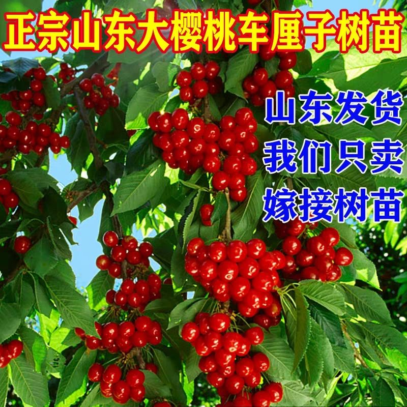 平邑县甜樱桃苗 当年结果苗，口感好，个头大。包品种，包成活，基地直供。