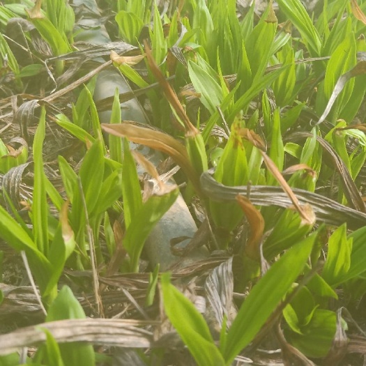 旬阳市紫花白芨苗
