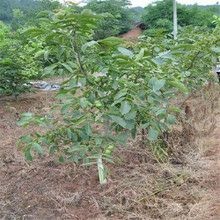 邳州市8518核桃苗 核桃树8518垂玲处理，已经结果无人打理，需要电连6/8公分