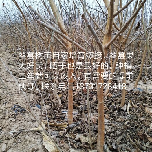 泊头市黑珍珠桑树苗 供应黑珍珠桑葚果苗、绿化苗
