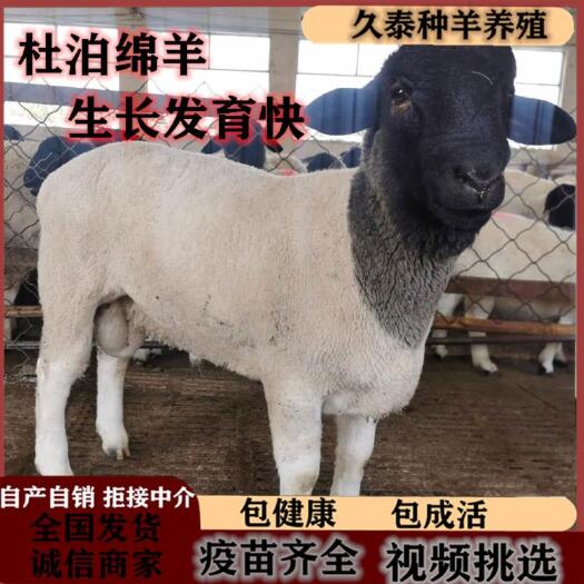 嘉祥县 杜泊绵羊杜泊羊黑头杜泊羊大母羊杜泊绵羊孕羊澳洲白羊杜泊羊种