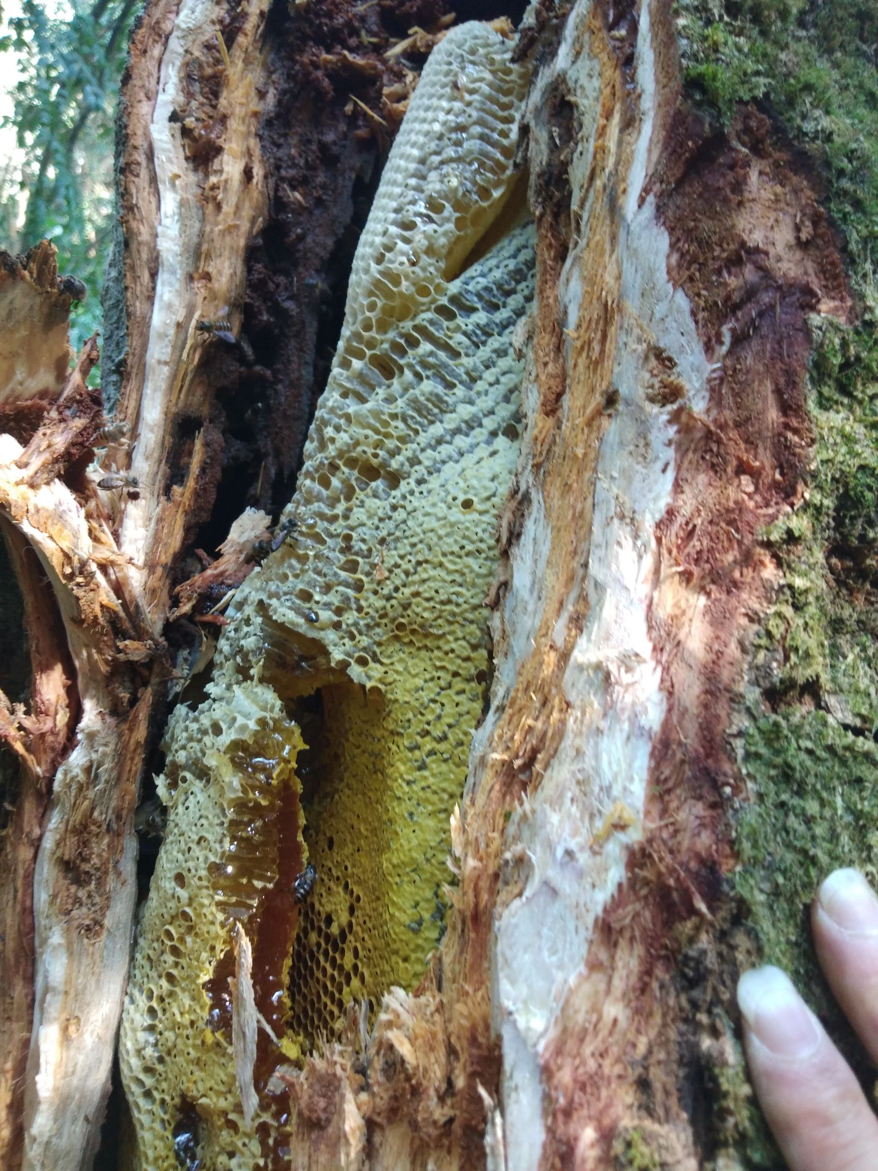 野生蜂蜜放了两年了还能喝吗(野生蜂蜜放了两年了还能喝吗有毒吗) 野生蜂蜜放了两年了还能喝吗(野生蜂蜜放了两年了还能喝吗有毒吗)