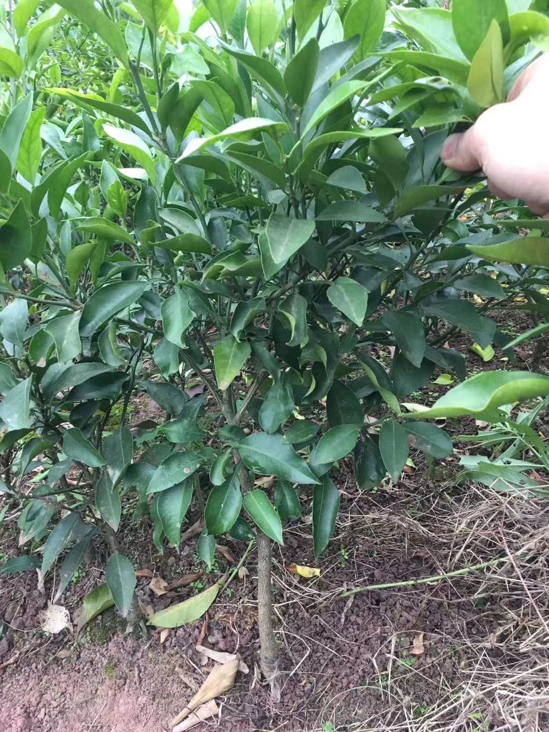 明日见柑橘苗品种保证假1赔千产量高个头有卖相世面得少包 成活