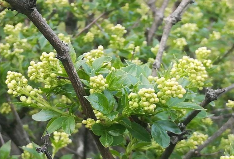 大悟县珍珠花菜 绿色安全，营养丰富，美味可口