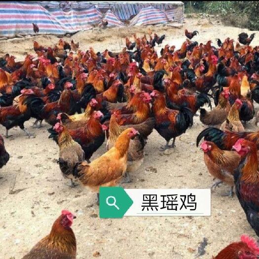 南宁 瑶鸡苗 出壳包打疫苗