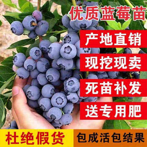 平邑县蓝丰蓝莓苗 合作社直营，一手货源，保证品种纯度，带盆带果发货，保证成活率