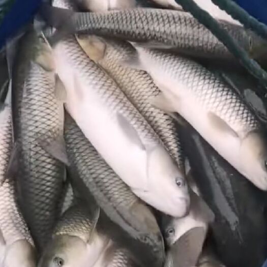 凤冈县水库草鱼 量大包送
