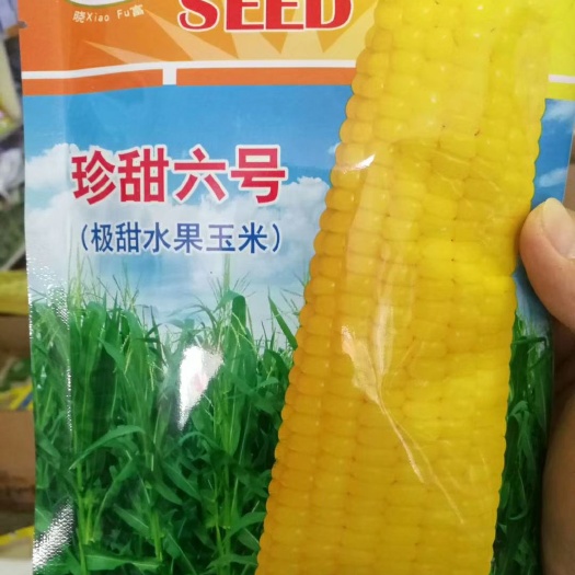 夏邑县 水果玉米种子，鲜食玉米种子抗病强，产量高