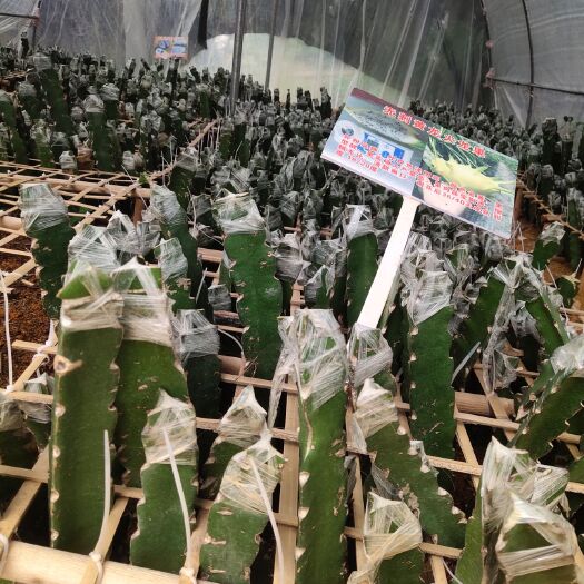 灵山县 火龙果苗
