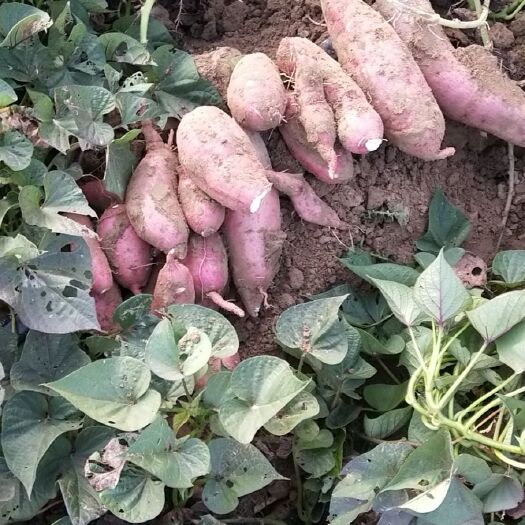 夏津县商薯19红薯苗 大量供应红薯、红薯苗