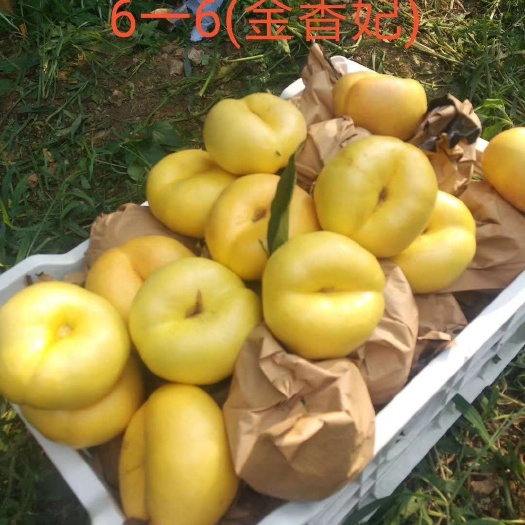 平邑县黄金油蟠桃苗 油蟠6-6.油蟠7-7中蟠11中蟠2黑桃帅帅香锦绣黄桃金皇后