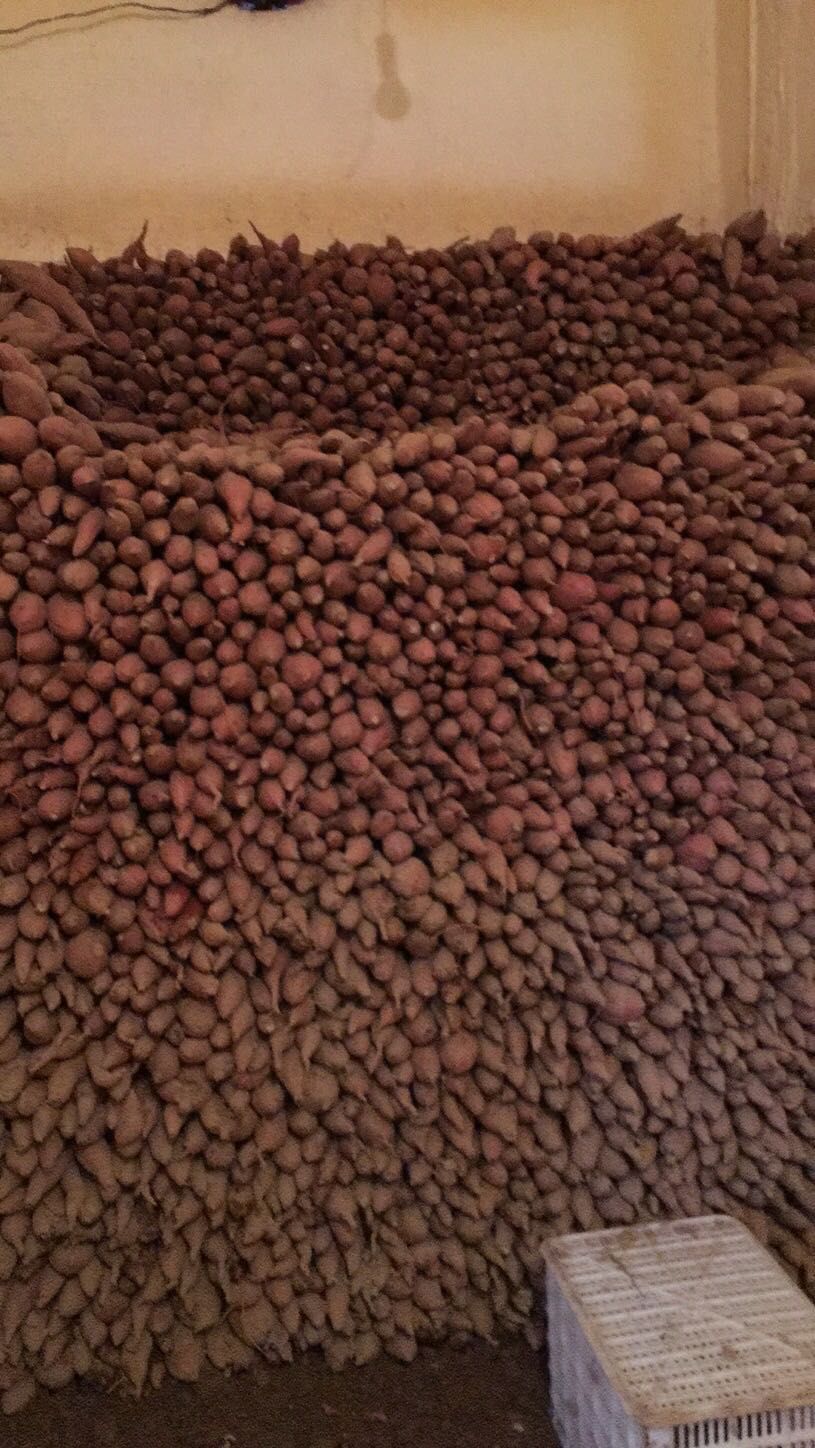 白心红薯 东西正经