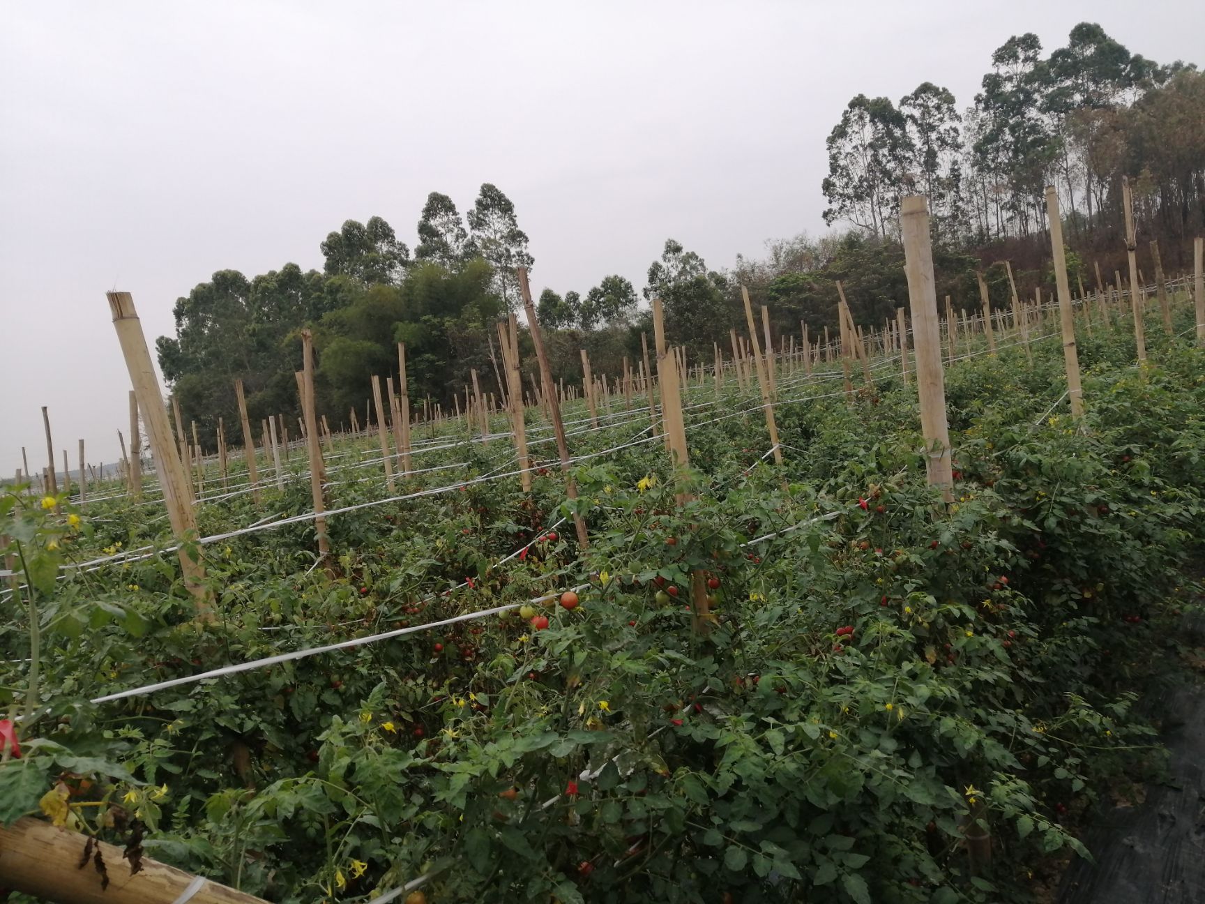 樱桃小番茄 【五斤起】圣女小番茄美味可口