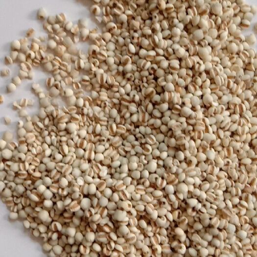 安国市薏米，批发新货大薏米小薏米