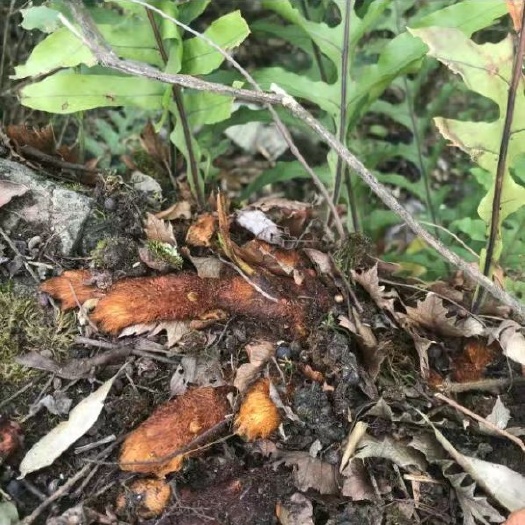 骨碎补  大深山老林山咔咔，中药材，煲汤料碎骨补，