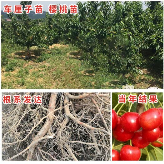 平邑县 美早樱桃苗