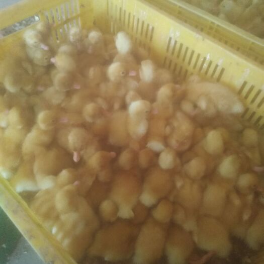 南宁 白鸭苗