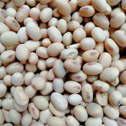 眉山小粒黄豆 老种子土黄豆二月播种100天成熟简单易种