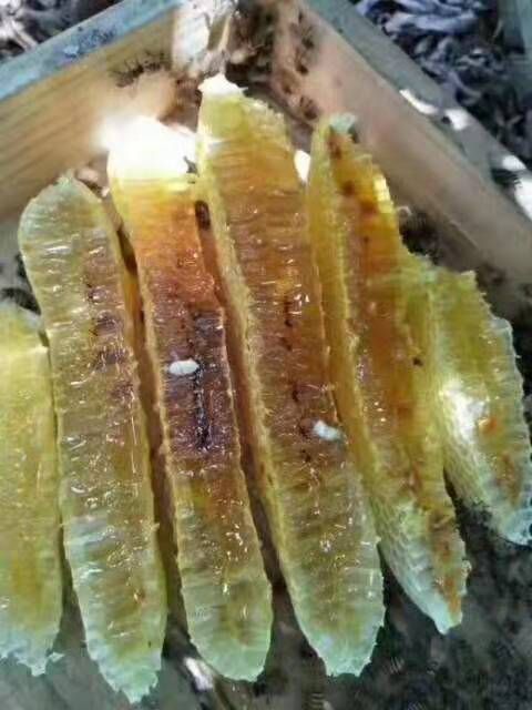 粤北土蜂蜜  深山鸭脚木蜂蜜