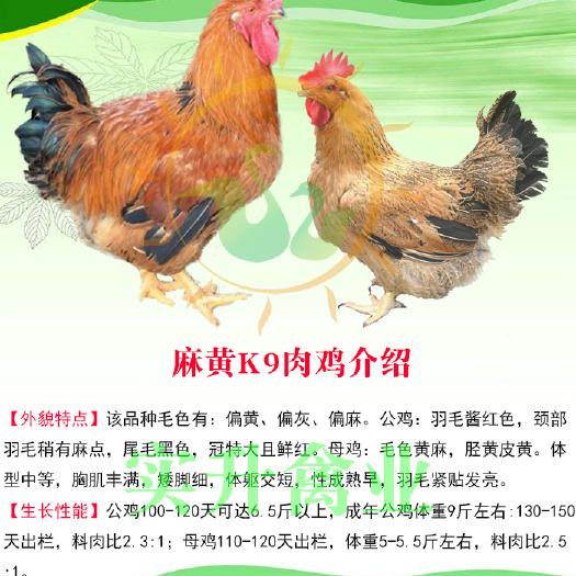 南宁 K9肉鸡苗，120天8斤