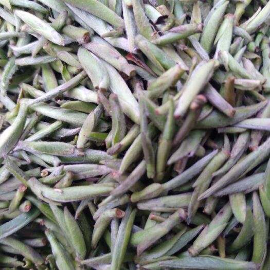 平昌县 四川高山富硒茶，特级春芽毛尖生茶，量大从优。