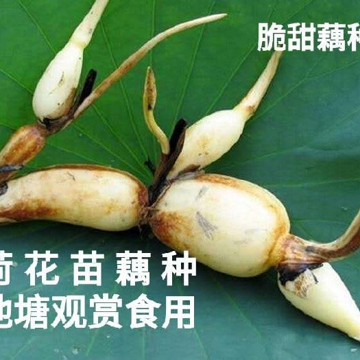 宿迁莲藕苗食用藕苗白莲藕苗粉藕苗盆栽池塘种植荷花莲藕种苗水生蔬菜