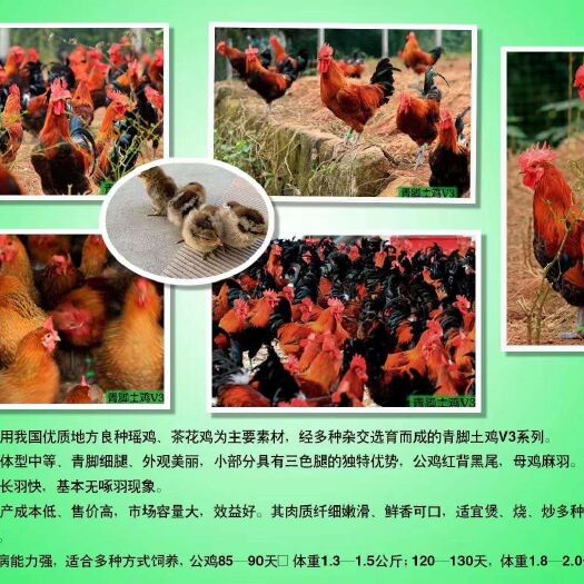 南宁 青脚土鸡苗/土V3/改良黑瑶鸡苗全国发货