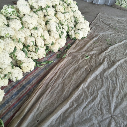 徐州白花菜花  花菜基地直供一手货源全国发貨