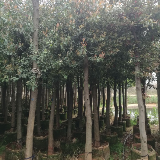 宜良县球花石楠