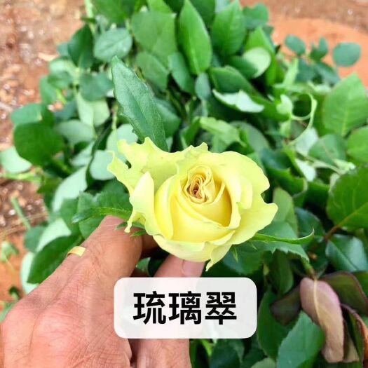  玫瑰苗批发