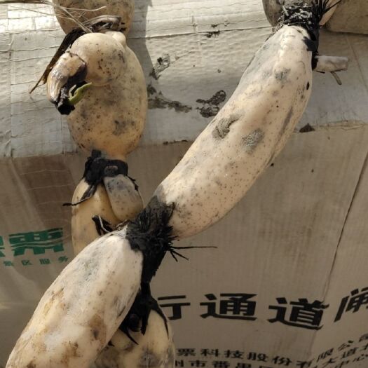 西安白莲藕 农民一手看上东西可以自己来挖价格优惠