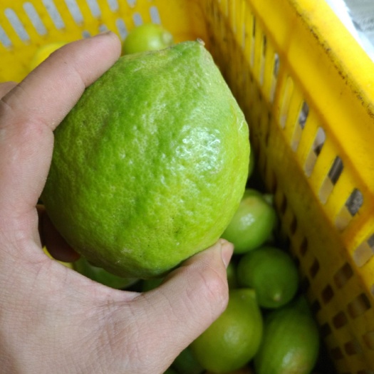 信宜市 广东香水无籽柠檬，有青皮有黄皮的，奶茶店果