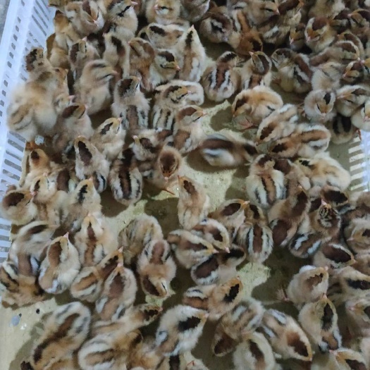 玉林灵山土鸡 灵土公苗,靓货，好养好销品质好，包损耗，欢迎各位老板下单。
