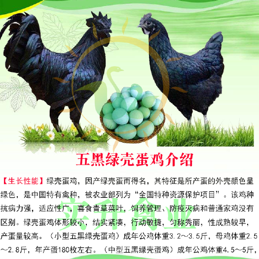 南宁五黑一绿鸡苗 五黑绿壳蛋鸡 母苗，年产量达180枚