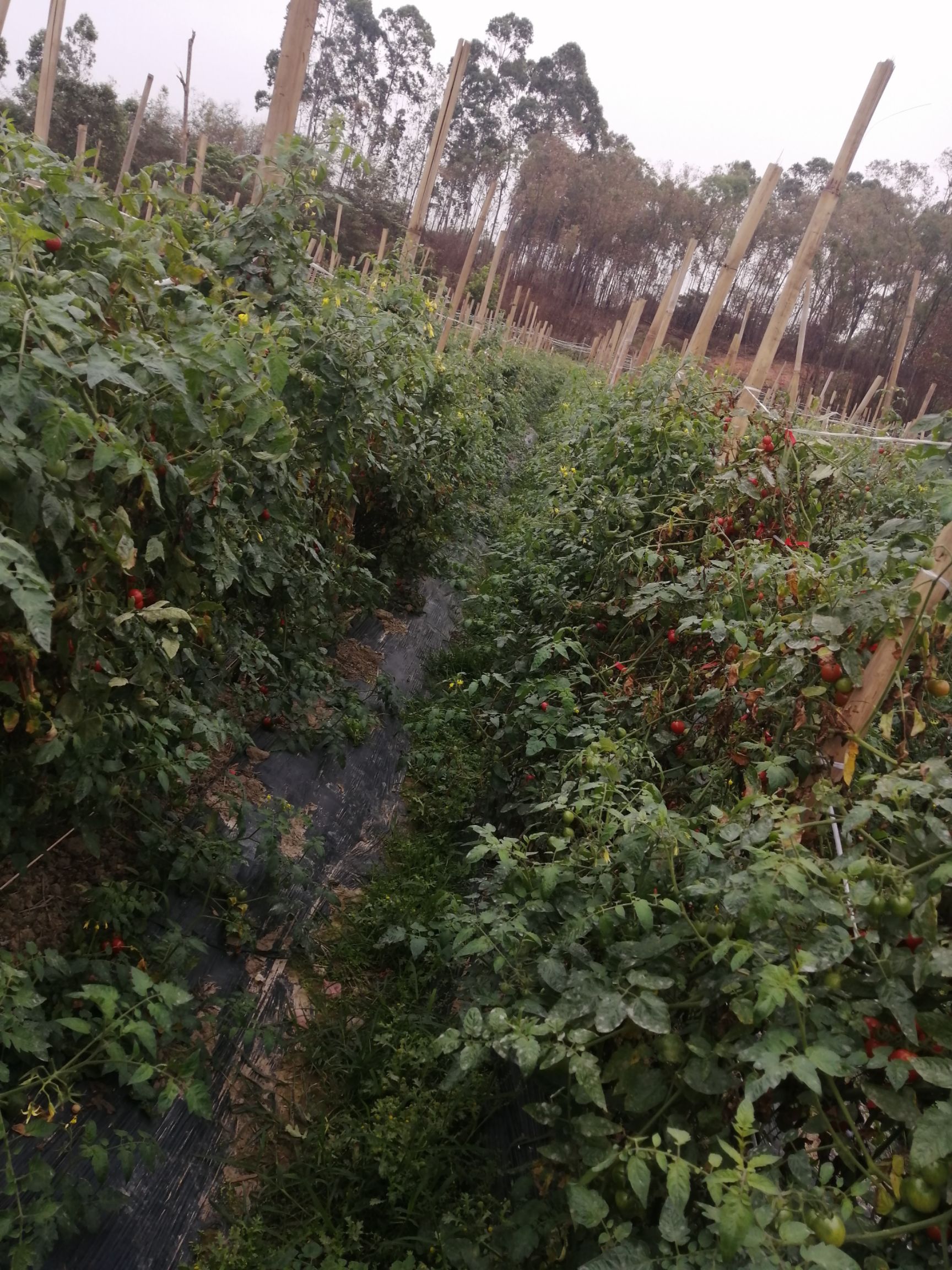 樱桃小番茄 【五斤起】圣女小番茄美味可口