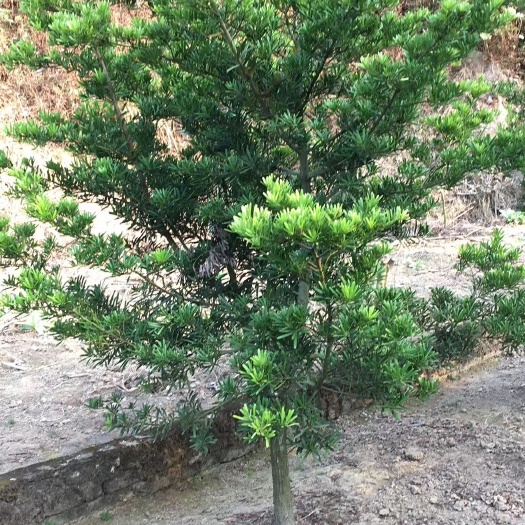 云浮 肉桂皮，罗汉松出售