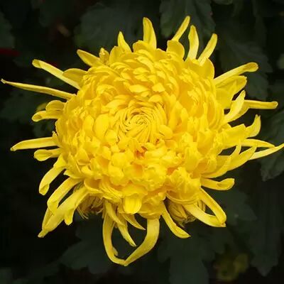 永城市金丝皇菊苗