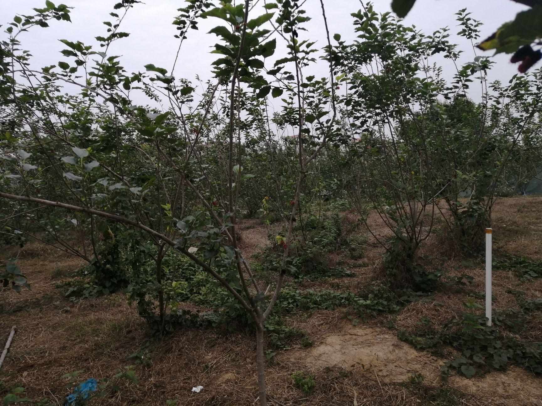 樱桃小番茄 【五斤起】圣女小番茄美味可口