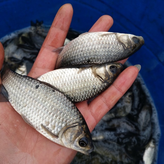 江油市中科三号鲫鱼  中科3号鲫鱼苗   一两到一斤都有货