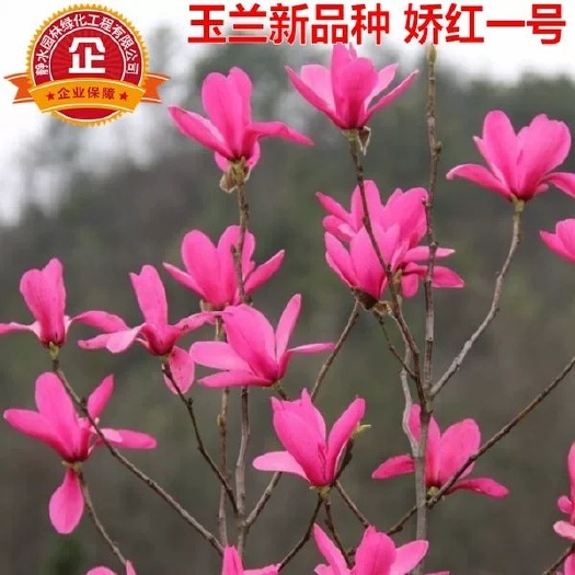 紫玉兰苗红玉兰黄玉兰广玉兰白玉兰娇红一号玉兰花苗都是嫁接苗