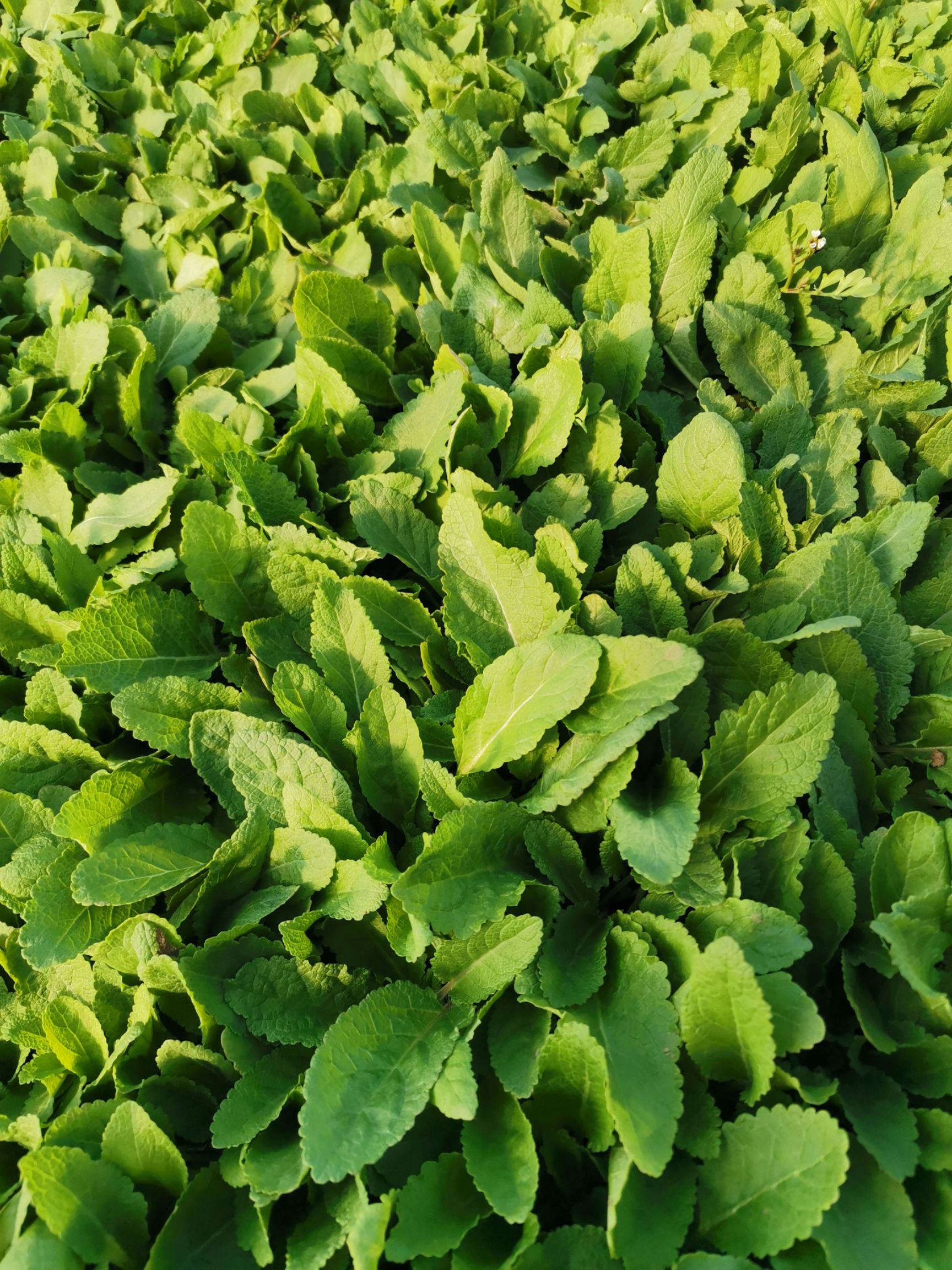 鼠尾草 林荫鼠尾草 死苗补发 量大可以优惠