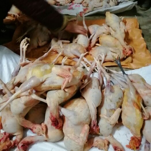 钟祥市真正的土鸡蛋
