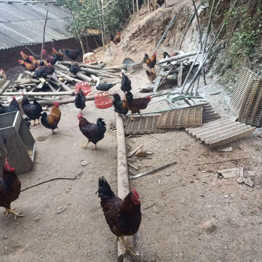 成都 放养粮食鸡