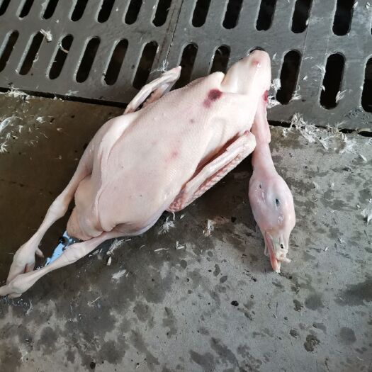兴化市鹅肉类 简加工
