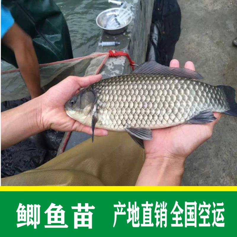 鯽魚苗  批發(fā)+中科5號(hào)批發(fā)+鯽魚水花