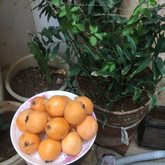 蒙自市 枇杷 蒙自枇杷