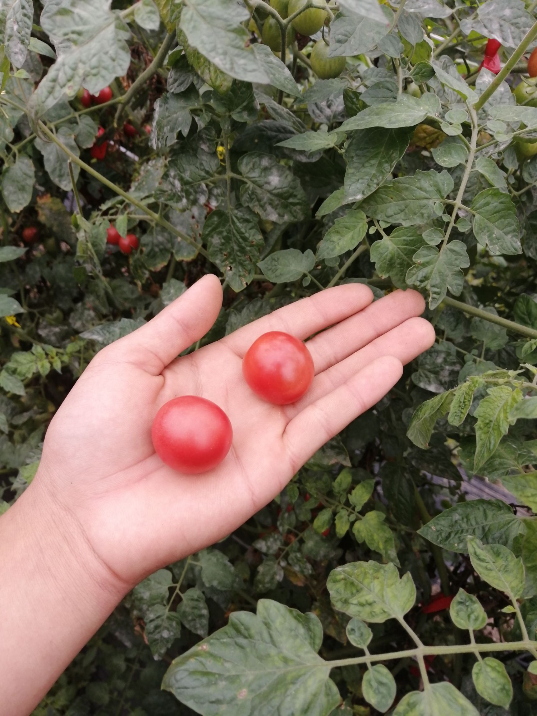 樱桃小番茄 【五斤起】圣女小番茄美味可口