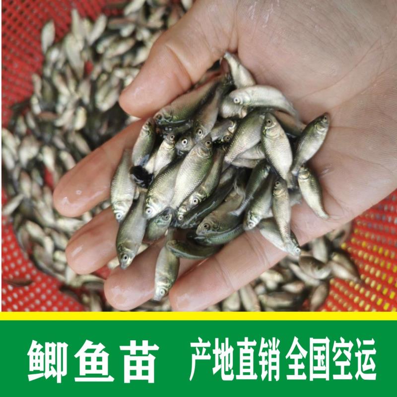 鯽魚苗  批發(fā)+中科5號(hào)批發(fā)+鯽魚水花